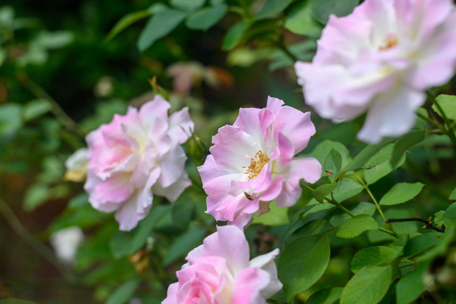 Отель Country Rose Хлухлуве Экстерьер фото